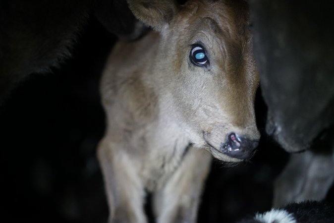 Bobby calves in slaughterhouse holding pen