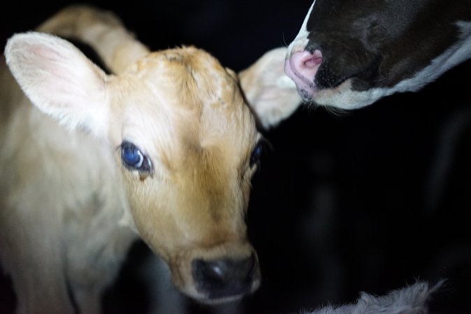 Bobby calves in slaughterhouse holding pen