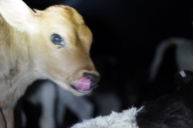 Bobby calves in slaughterhouse holding pen