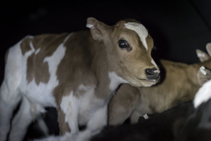 Bobby calves in slaughterhouse holding pen