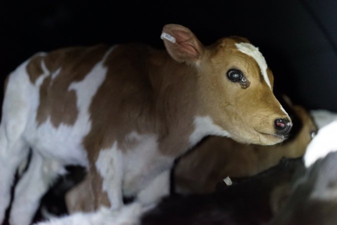 Bobby calves in slaughterhouse holding pen