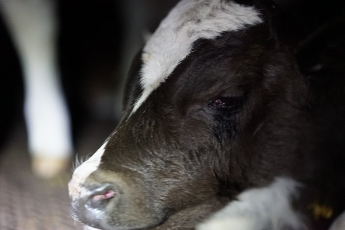 Bobby calves in slaughterhouse holding pen