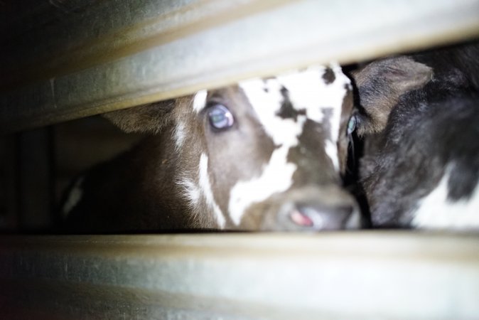 Bobby calves in slaughterhouse holding pen