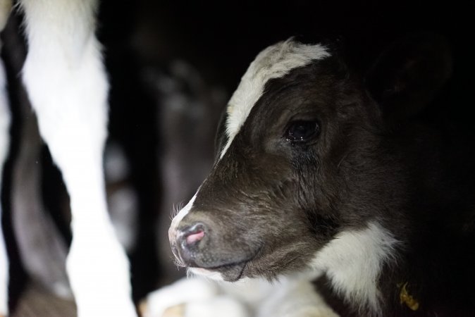 Bobby calves in slaughterhouse holding pen