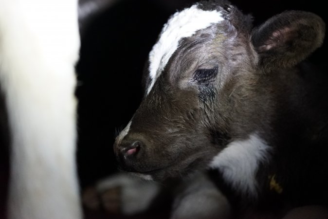 Bobby calves in slaughterhouse holding pen