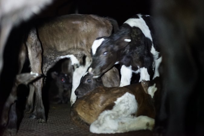 Bobby calves in slaughterhouse holding pen