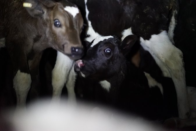 Bobby calves in slaughterhouse holding pen