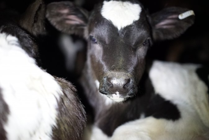 Bobby calves in slaughterhouse holding pen