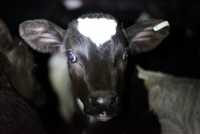 Bobby calves in slaughterhouse holding pen