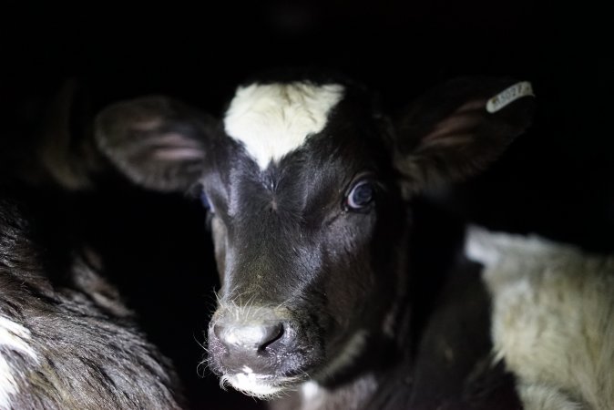 Bobby calves in slaughterhouse holding pen