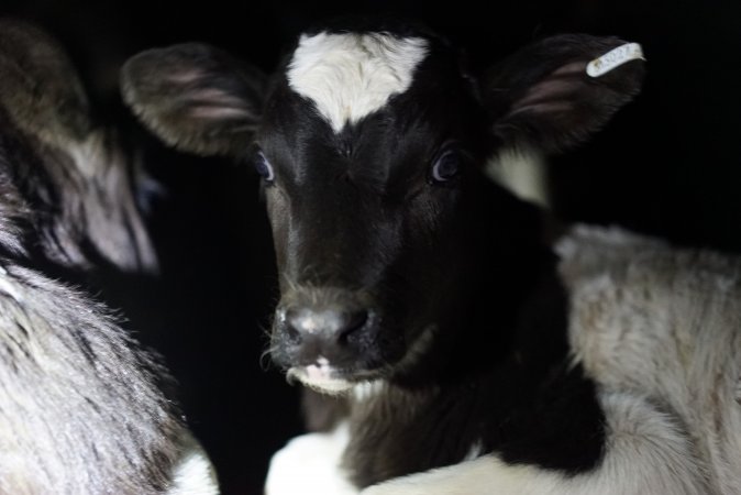 Bobby calves in slaughterhouse holding pen