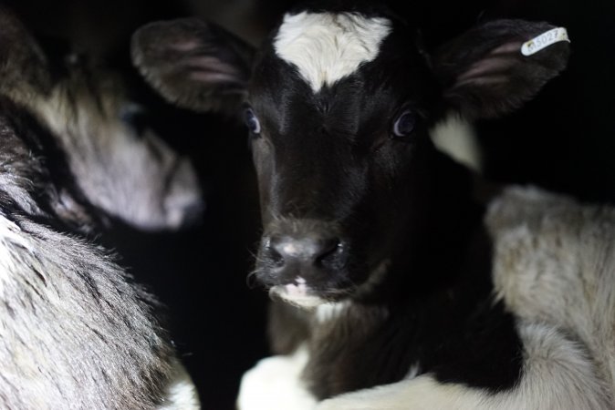 Bobby calves in slaughterhouse holding pen