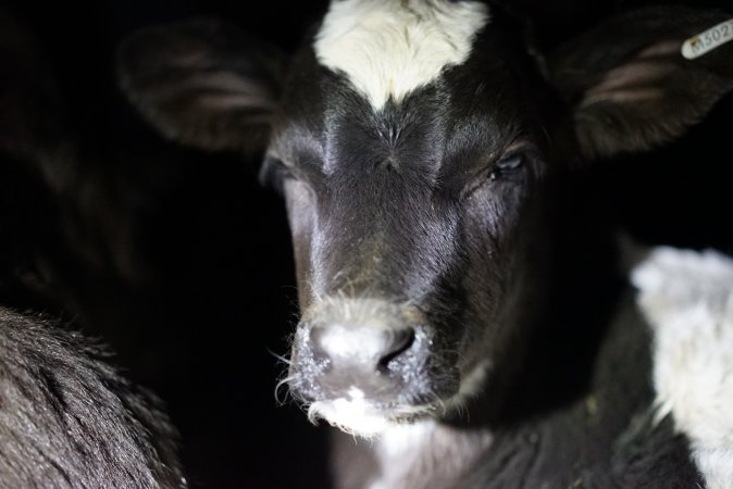 Bobby calves in slaughterhouse holding pen