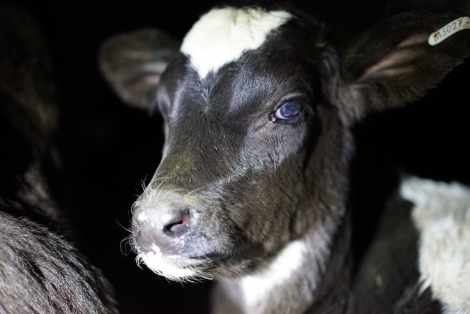 Bobby calves in slaughterhouse holding pen