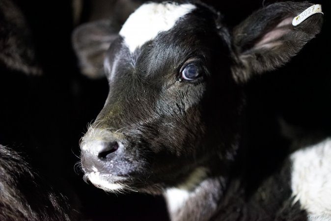 Bobby calves in slaughterhouse holding pen