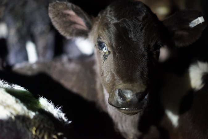 Bobby calves in slaughterhouse holding pen