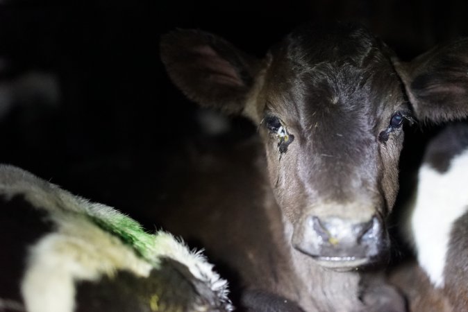 Bobby calves in slaughterhouse holding pen