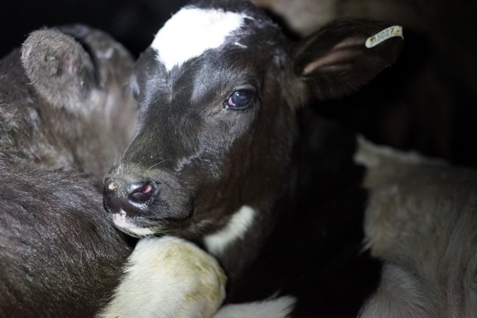 Bobby calves in slaughterhouse holding pen