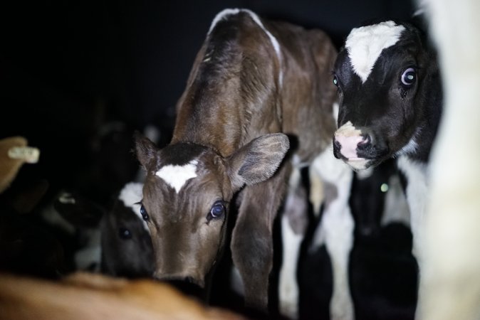 Bobby calves in slaughterhouse holding pen