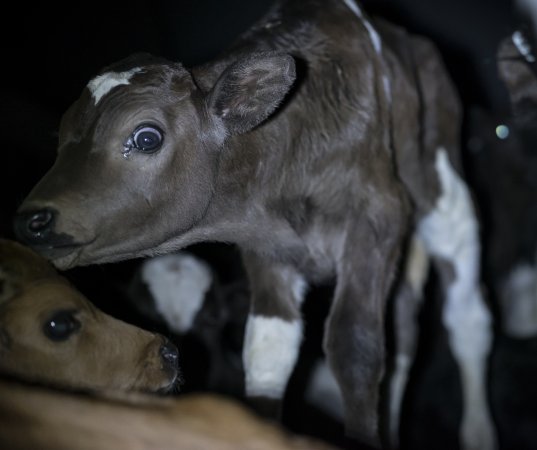 Bobby calves in slaughterhouse holding pen