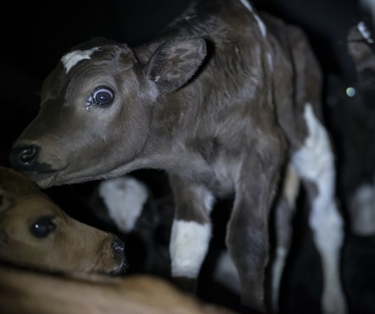 Bobby calves in slaughterhouse holding pen