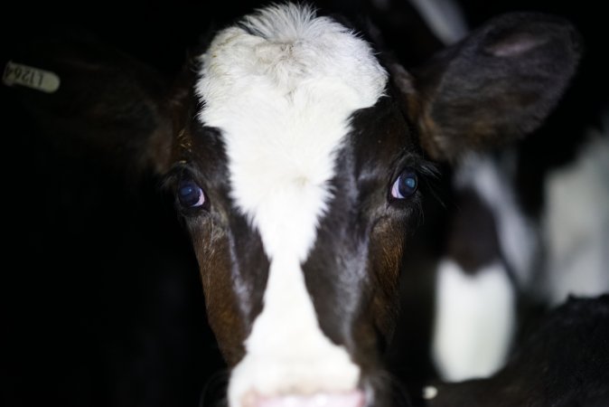 Bobby calves in slaughterhouse holding pen