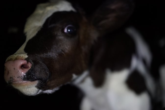 Bobby calves in slaughterhouse holding pen