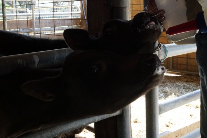 Bottle feeding calf