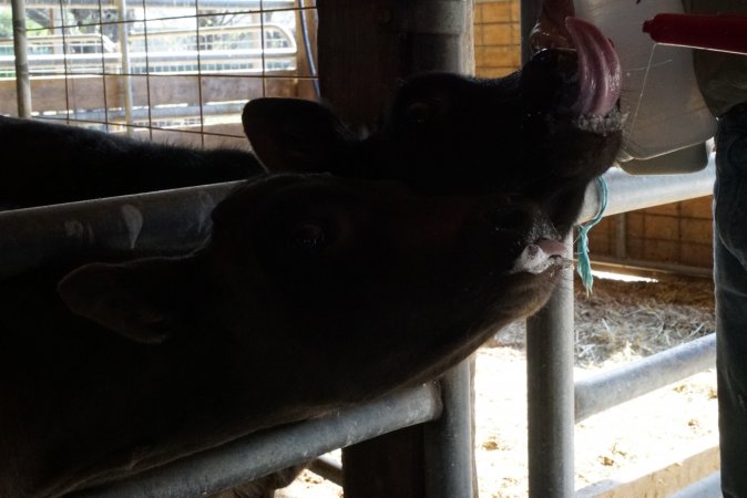 Bottle feeding calf