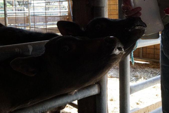 Bottle feeding calf