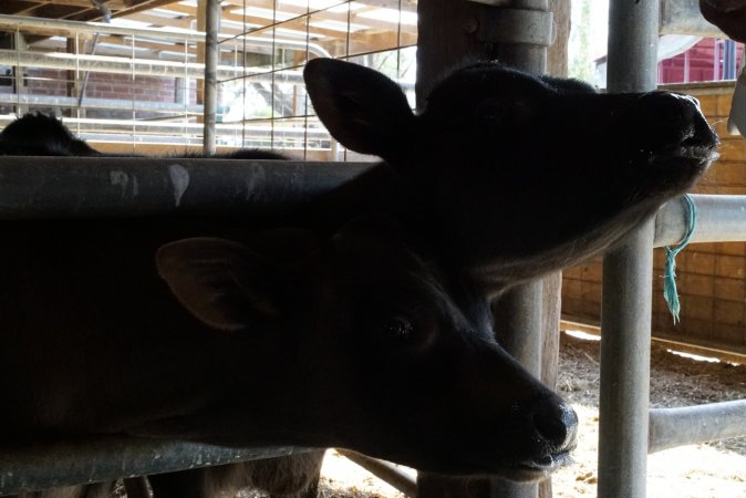 Bottle feeding calf