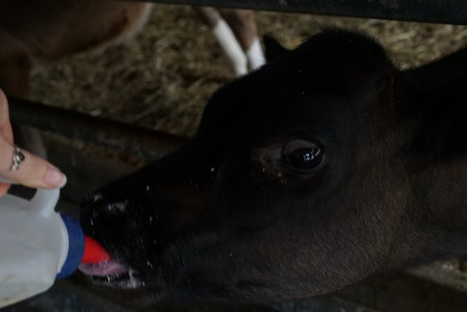 Bottle feeding calf