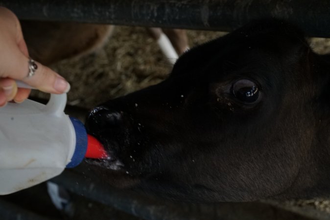 Bottle feeding calf