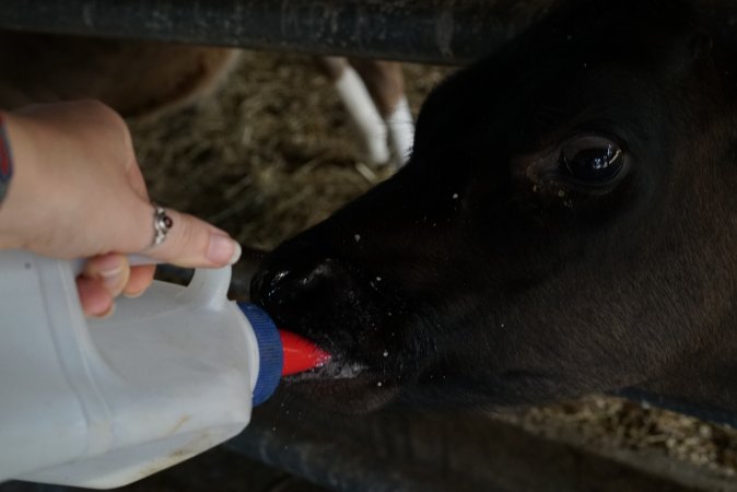 Bottle feeding calf