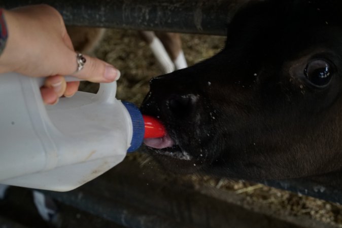 Bottle feeding calf