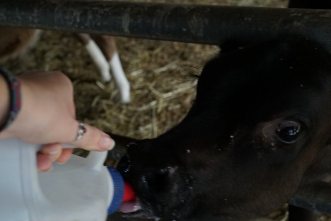 Bottle feeding calf