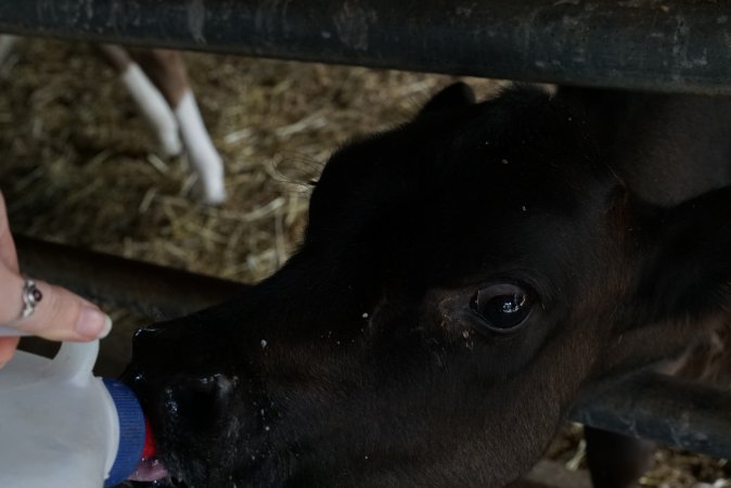 Bottle feeding calf