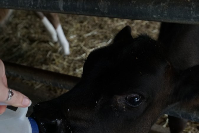 Bottle feeding calf