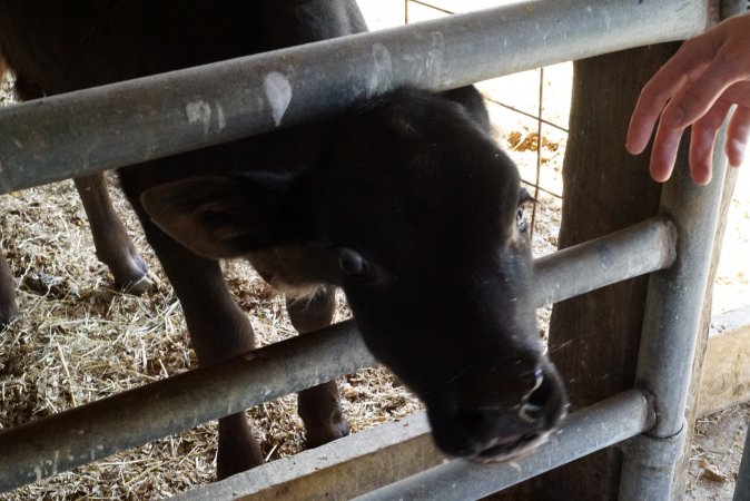 Bottle feeding calf