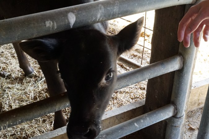 Bottle feeding calf