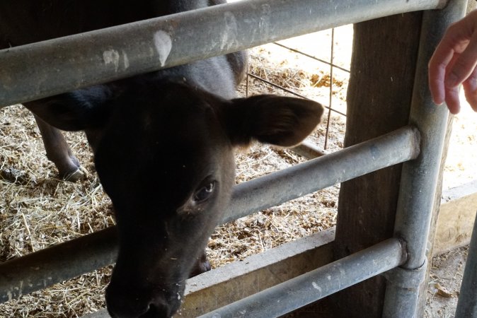 Bottle feeding calf