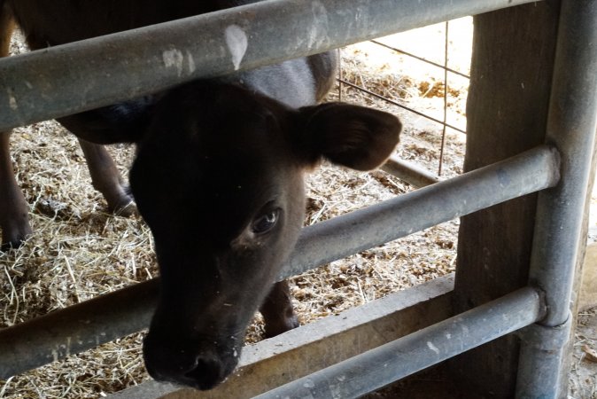 Bottle feeding calf