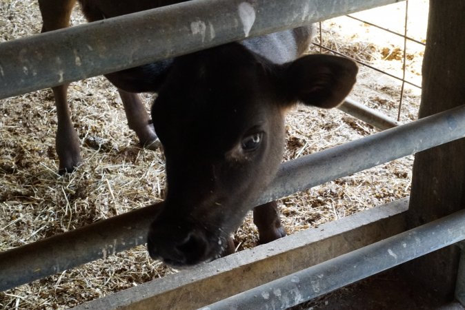 Bottle feeding calf