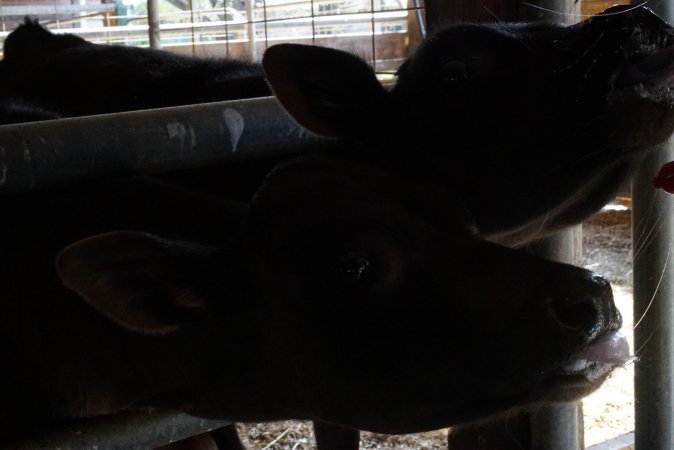 Bottle feeding calf