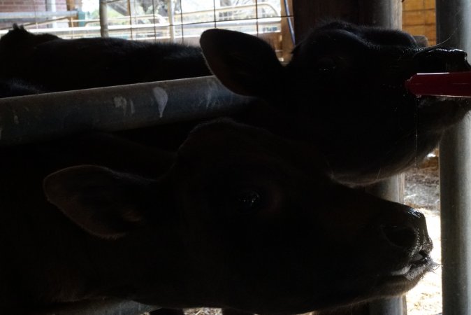 Bottle feeding calf