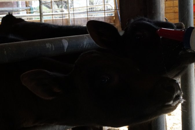 Bottle feeding calf