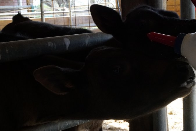 Bottle feeding calf