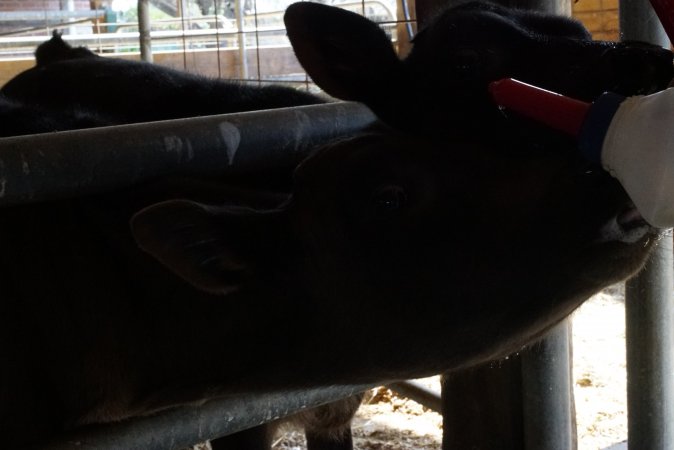 Bottle feeding calf