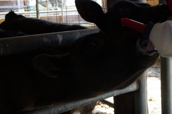 Bottle feeding calf