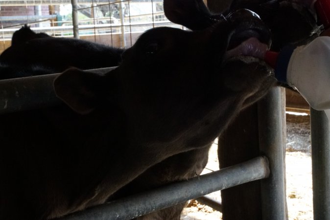 Bottle feeding calf